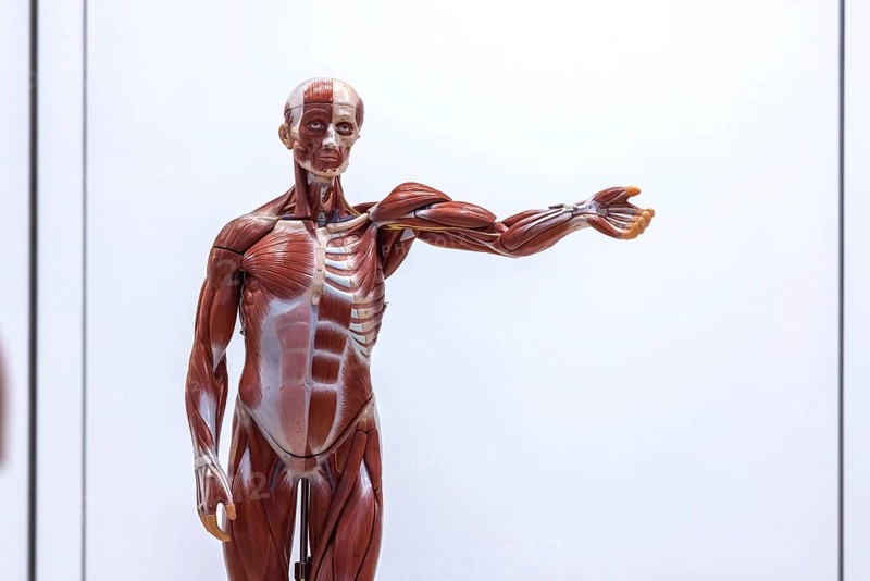 Human body model with muscles and organs for biology lessons. Scientific teaching aid from Hedinger for science lessons. Europe's largest education fair Didacta in Stuttgart, Baden-Württemberg, Germany, Europe