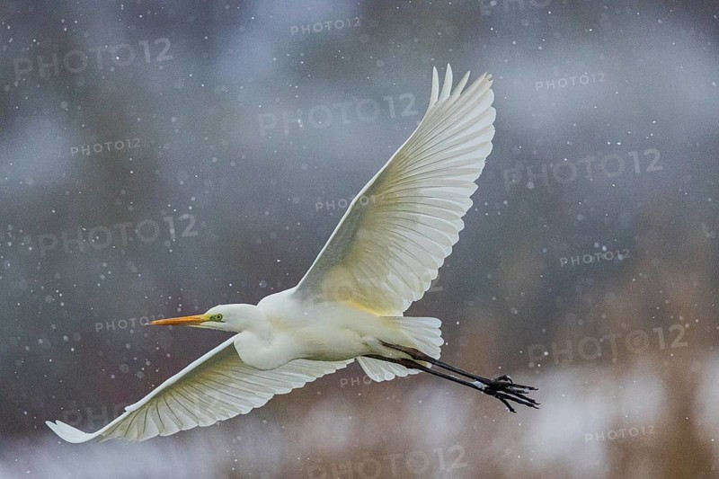 Great White Egret (Egretta alba) Germany