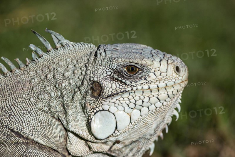 Green iguana (Iguana iguana) Pantanal Brazil