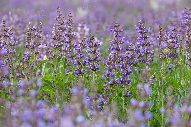 Common sage (salvia officinalis) in bloom, Freital, Saxony, Germany, Europe