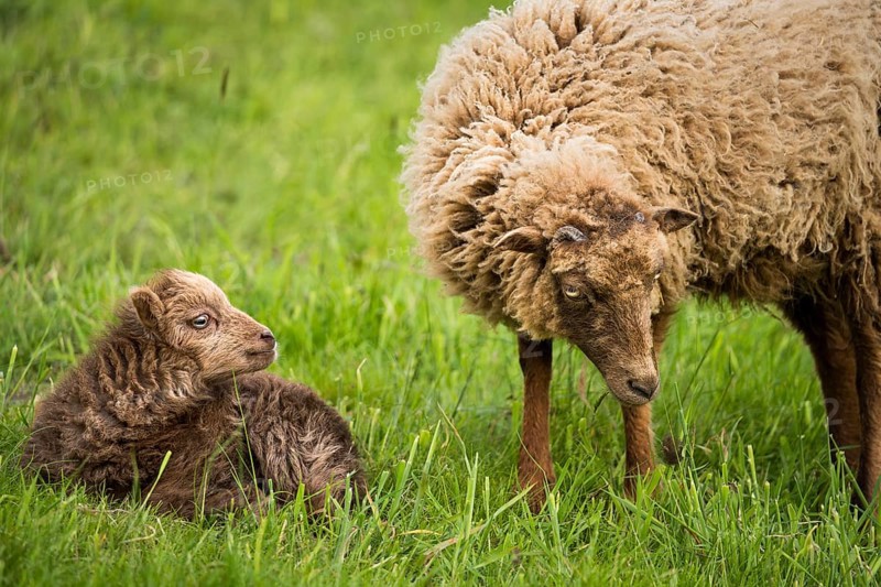 Little lamb, brown, lying in the grass, looking at its mother, Ouessant sheep (Breton dwarf sheep), Germany, Europe