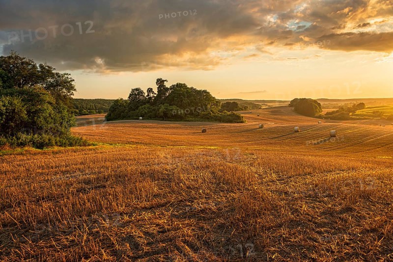 Typical hilly landscape with copses in the golden evening light, stubble field with round straw bales, terminal moraine landscape, Schorfheide-Chorin Biosphere Reserve, Uckermark, Brandenburg, Germany, Europe