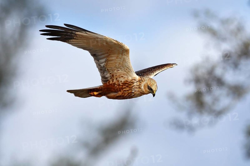 Marsh harrier (Circus aeruginosus) in flight, bird of prey in search of food, Peene Valley River Landscape nature park Park, Mecklenburg-Western Pomerania, Germany, Europe