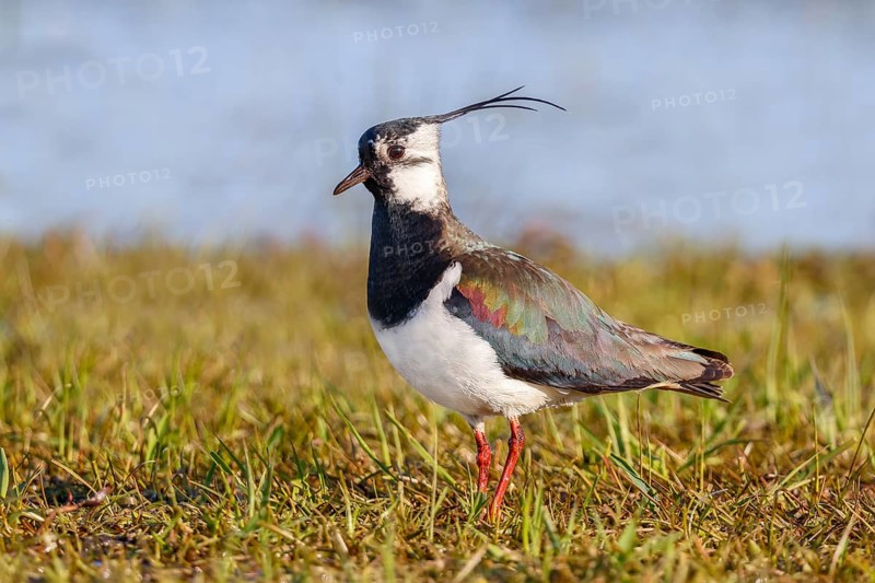 Lapwing (Vanellus vanellus) adult bird foraging in wet meadow, wildlife, animals, birds, plover family Ochsenmoor, Naturpark Dümmer See, Hüde Lower Saxony, Germany, Europe