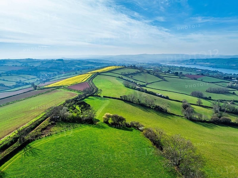 Rapeseed fields over the River Teign from a drone, Teignmouth, Shaldon, Devon, England, United Kingdom, Europe