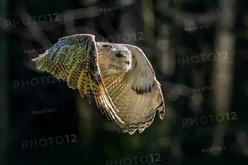 An owl flies through a dense forest in low light with its wings outstretched, Siberian Eagle Owl (Bubo bubosibiricus), Germany, Europe