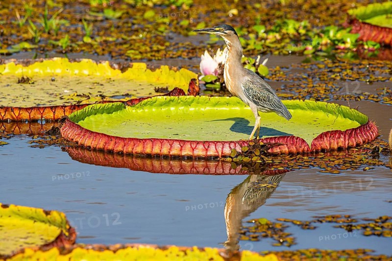 Mongrove Heron (Butorides striatus) Pantanal Brazil