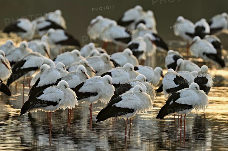 White storks (Ciconia ciconia), large flock roosting in shallow water, Flachsee, Canton Aargau, Switzerland, Europe