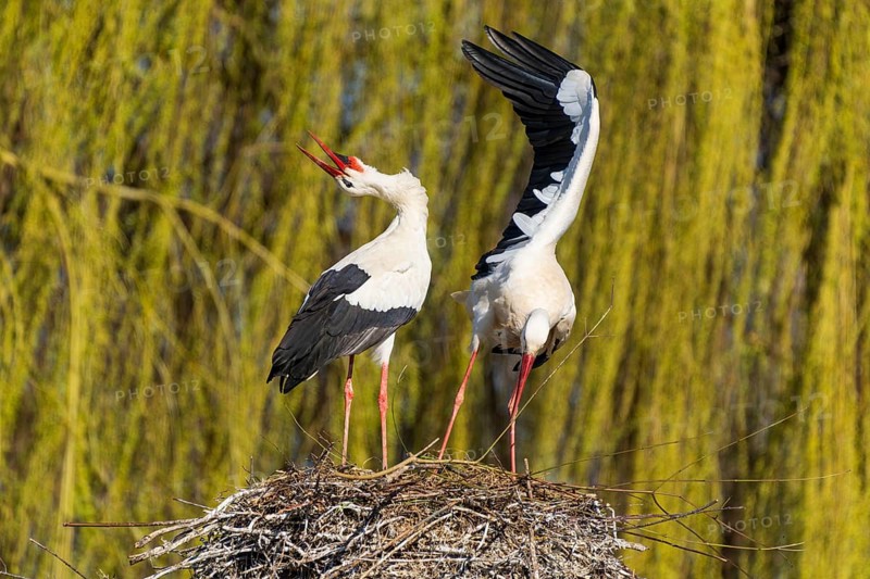 Two storks standing in the nest, one with open beak, surrounded by willow branches, white stork (Ciconia ciconia), wildlife, Germany, Europe