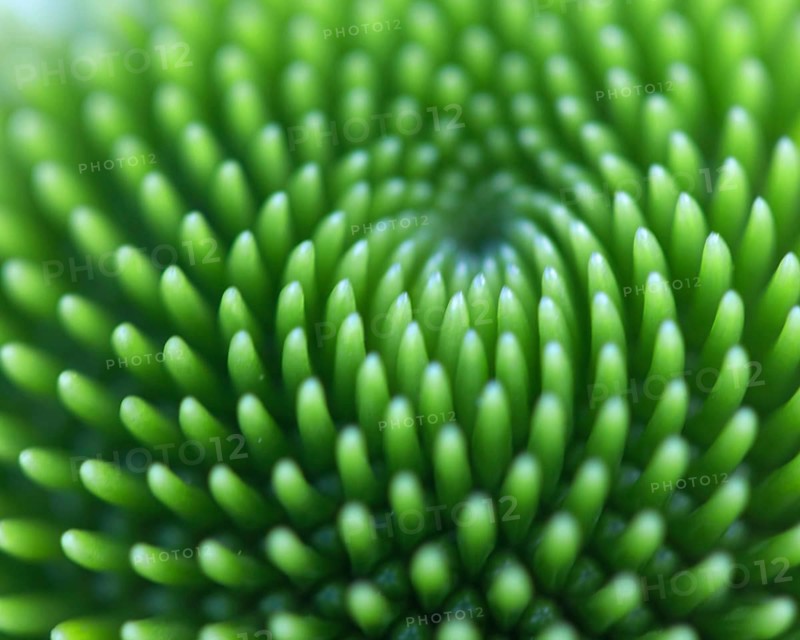 Close-up of the green flower head of a coneflower (Echinacea flower), with fascinating spiral shapes, Siegen, North Rhine-Westphalia, Germany, Europe