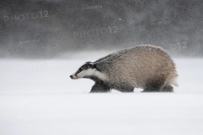 Badger in the snow, Wittlich, Rhineland-Palatinate, Germany, Europe