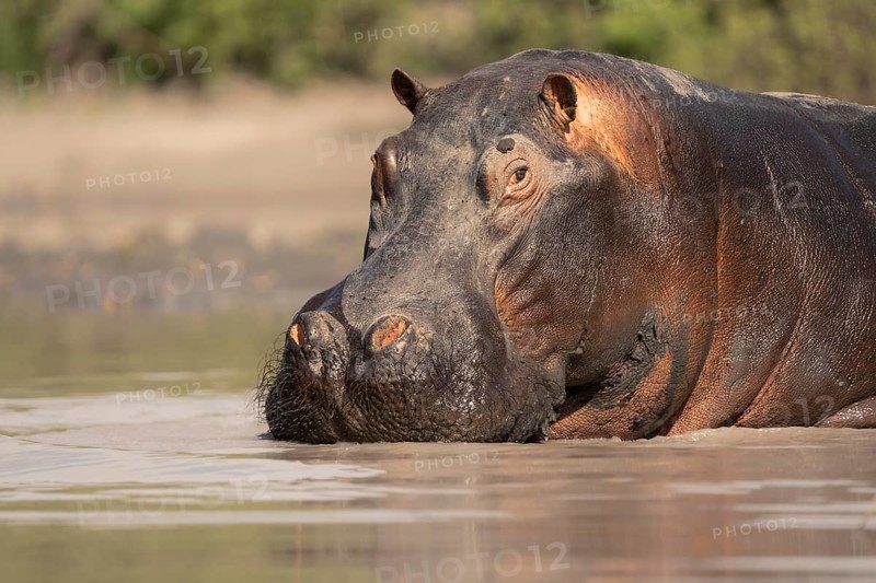 Hippo (Hippopotamus amphibius) portrait. Front view of the face and head. Animal is underwater. Okavango Delta, Botswana, Africa