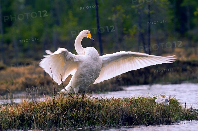 Whooper swan. Cygnus cygnus. Whooper swan standing up and flapping wings. Kuusamo area. Finland