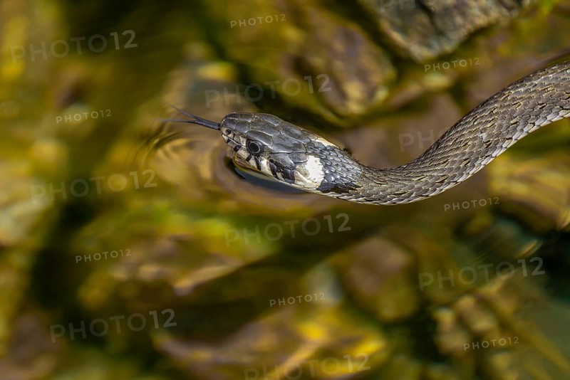 Grass snake (Natrix natrix) swimming in a body of water, Germany, Europe