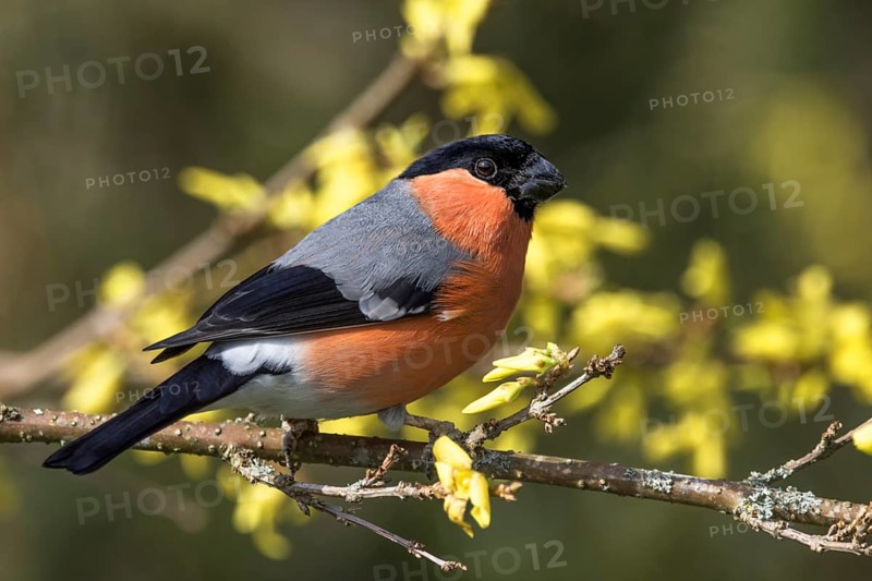 Male bullfinch (Pyrrhula pyrrhula) sitting on a branch framed by yellow forsythia blossoms, Baden-Württemberg, Germany, Europe