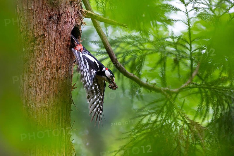 Great spotted woodpecker (Dendrocopos major), male flies out of the nesting cavity with droppings in his beak, Bad Homburg, Hesse, Germany, Europe