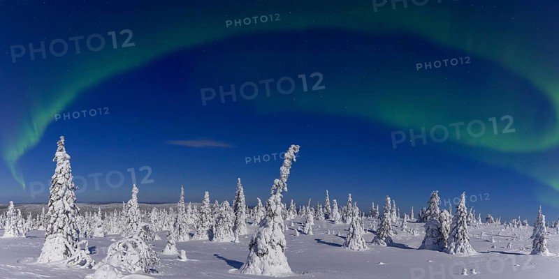 Northern lights, Aurora borealis over snow covered spruce trees on the taiga in winter at night, Riisitunturi National Park, Posio, Lapland, Finland, Europe