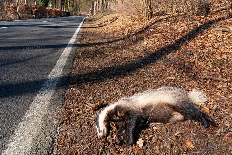 Dead European badger (Meles meles) run over by a car after a wildlife accident lies on the side of the country road, Werbellinsee, Barnim, Brandenburg, Germany, Europe