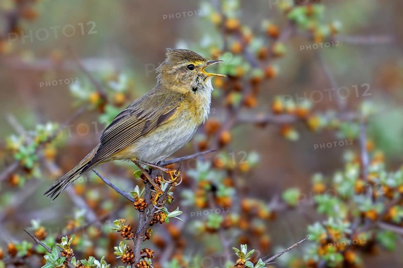 Willow warbler (Phylloscopus trochilus, Motacilla trochilus) calling from shrub in spring