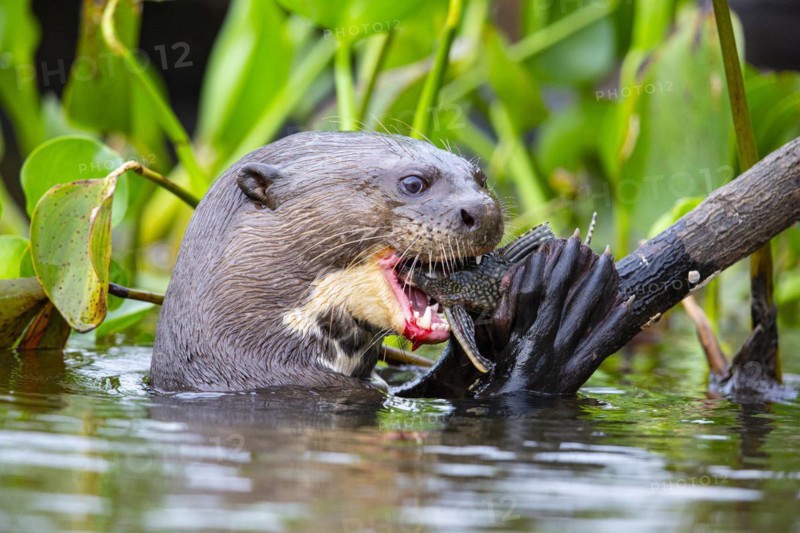Giant otter (Pteronura brasiliensis) Pantanal Brazil