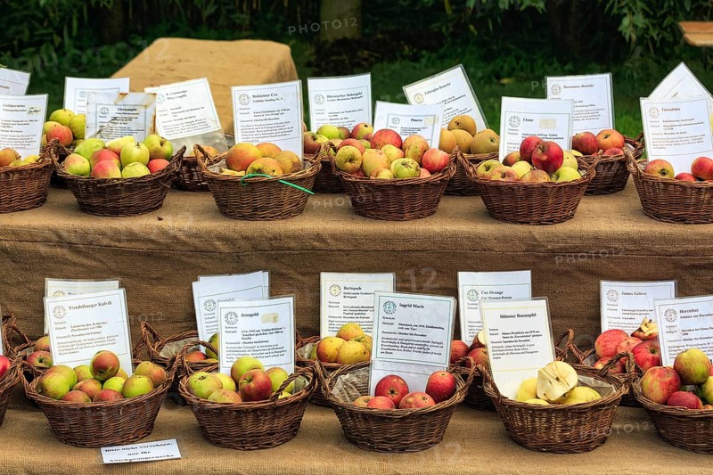 Market stall, many different apple varieties (Malus), Shepherd and Hat Festival 2017, Amelungsborn Monastery, Negenborn, Lower Saxony, Germany, Europe