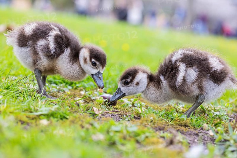 Chicks of the Nile Goose (Alopochen aegyptiaca) freshly hatched, park in spring with spring flowers. Baden-Württemberg, Germany, Europe