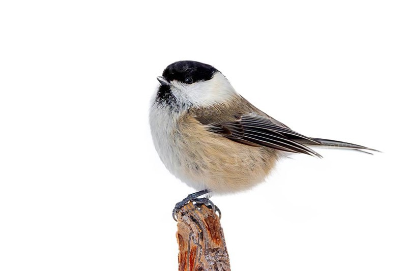 Willow tit (Poecile montanus borealis, Parus montanus) perched on branch in winter, Finland, Scandinavia, Europe