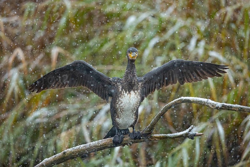 Cormorant (Phalacrocorax carbo) during snowfall Germany