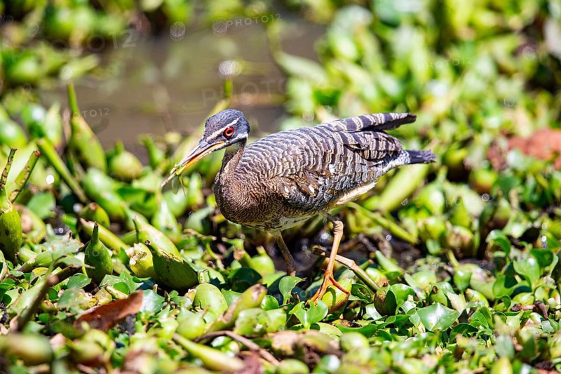 Sun rail (Eurypyga helias) Pantanal Brazil
