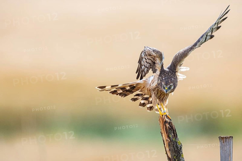 Montagu's harrier (Circus pygargus) wbl Germany