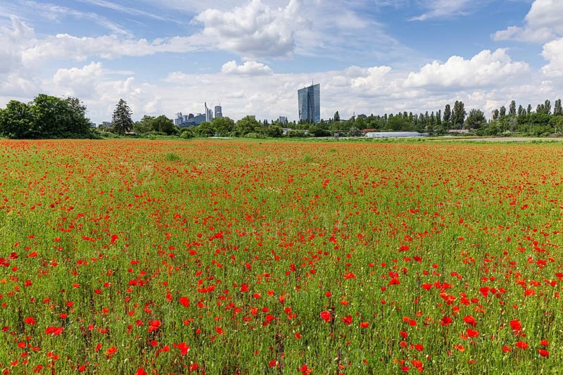 A field of poppies is in full bloom in front of the European Central Bank (ECB) and the bank skyline in Frankfurt's Oberrad district, Oberrad, Frankfurt am Main, Hesse, Germany, Europe