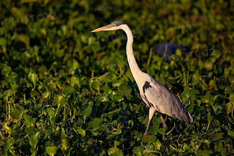 Cocoi Heron (Ardea cocoi) Pantanal Brazil