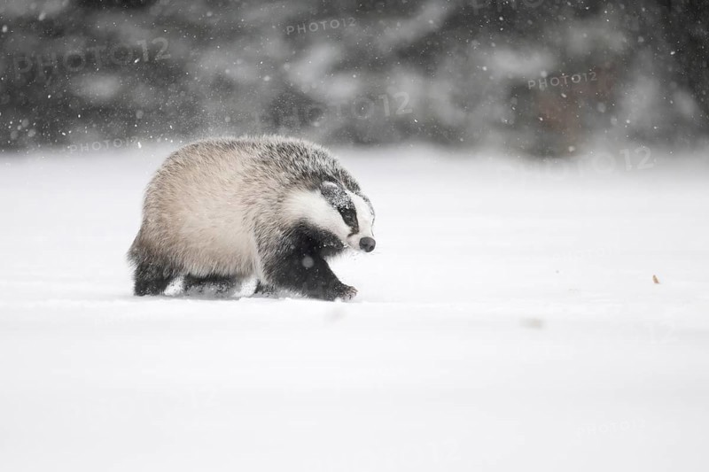 Badger in the snow, Wittlich, Rhineland-Palatinate, Germany, Europe