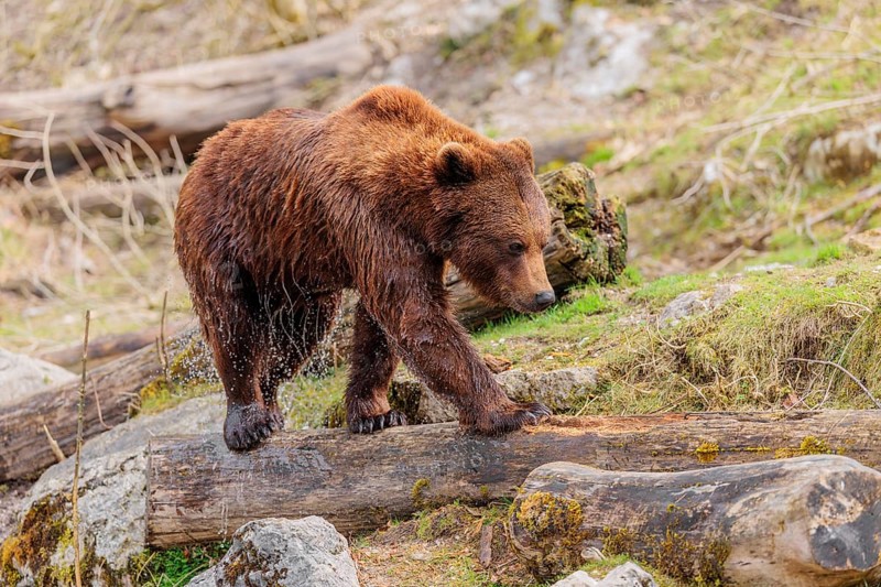 A young male brown bear (Ursus arctos arctos), soaked from bathing in a stream, runs over hilly terrain past rocks and rotting tree trunks