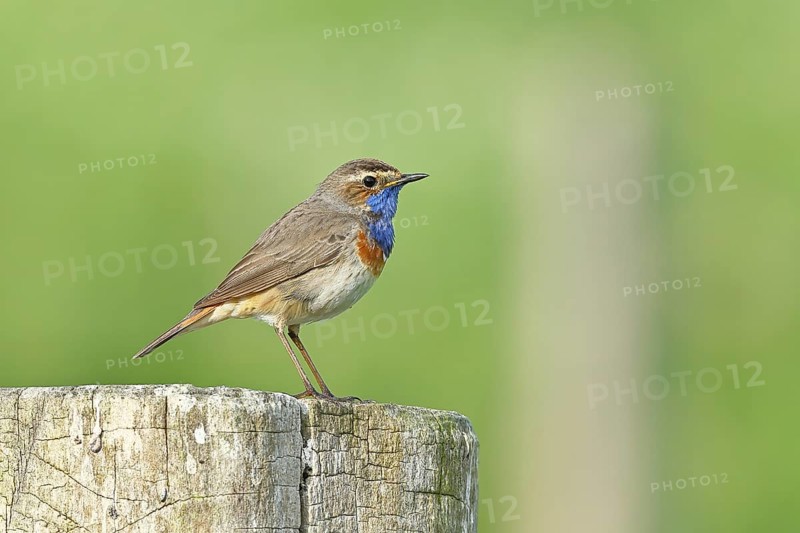 Bluethroat (Luscinia svecica cyanecula), male, on a pasture fence post, wildlife, Lembruch, Ochsen Moor, Dümmer nature park Park, Lower Saxony, Germany, Europe
