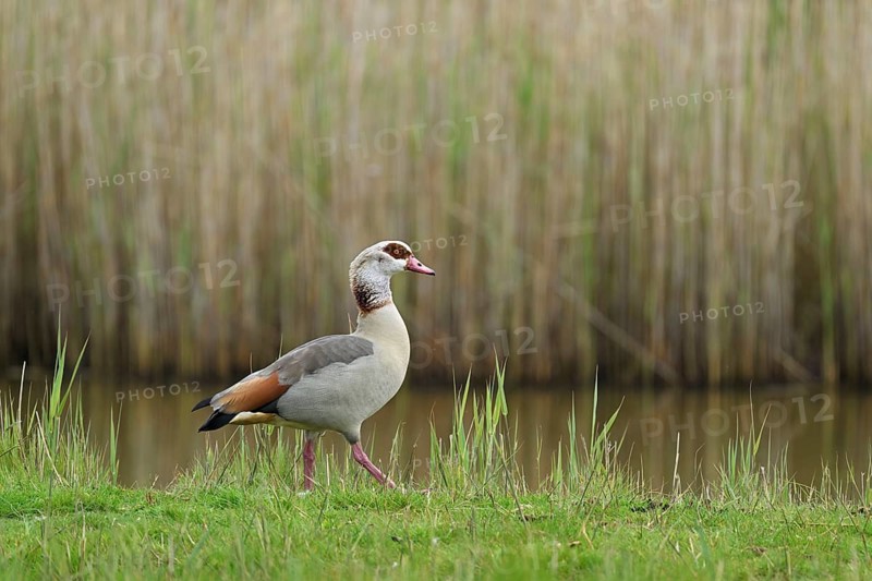 Egyptian goose (Alopochen aegyptiaca), male standing at the edge of a pond, Texel, West Frisian Islands, province of North Holland, Netherlands