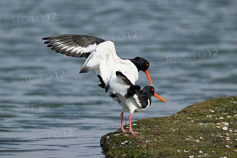 Oystercatcher (Haematopus ostralegus), mating, Texel, West Frisian Islands, province of North Holland, Netherlands