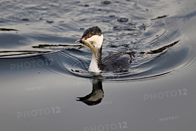 Slavonian grebe (Podiceps auritus), adult, in a white plumage, winter plumage, swimming with a fish in its beak, Lake Zug, Switzerland, Europe