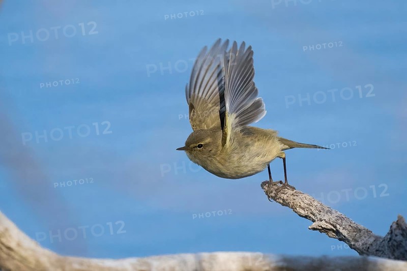 A chiffchaff (Phylloscopus collybita) flies with outstretched wings from a branch against a blue sky, Hesse, Germany, Europe