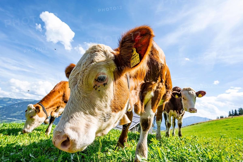 Three young curious calves (Bos primigenius taurus), cows on an alpine meadow, stretching their snouts towards the camera, Simmental cattle, Hochbrixen, Brixen im Thale, Tyrol, Austria, Europe