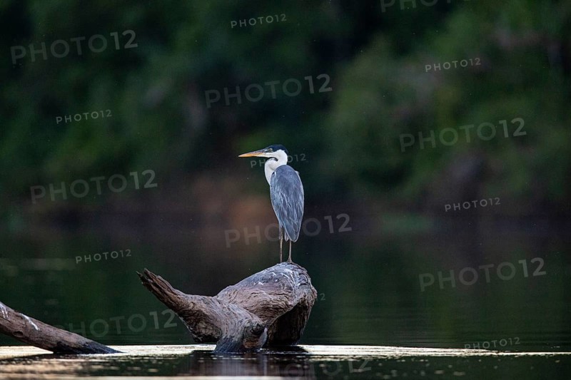 Cocoi Heron (Ardea cocoi) Pantanal Brazil
