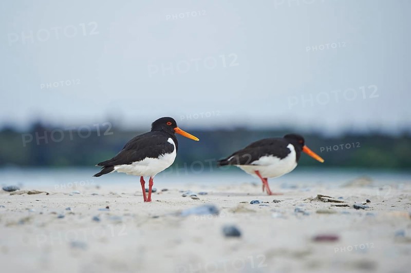 Eurasian oystercatcher (Haematopus ostralegus) on the beach, Düne, Helgoland, Schleswig-Holstein, Germany, Europe