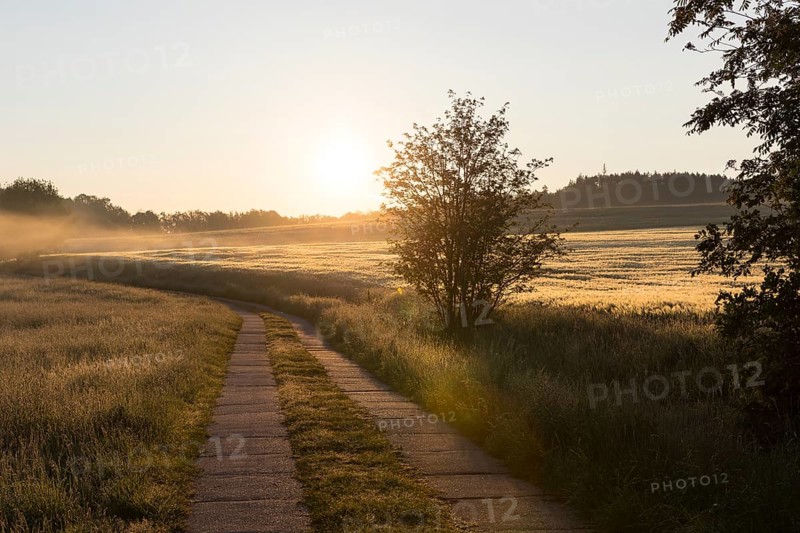 Field path between meadows and grain field with morning mist at sunrise, Bischofswerda, Saxony, Germany, Europe