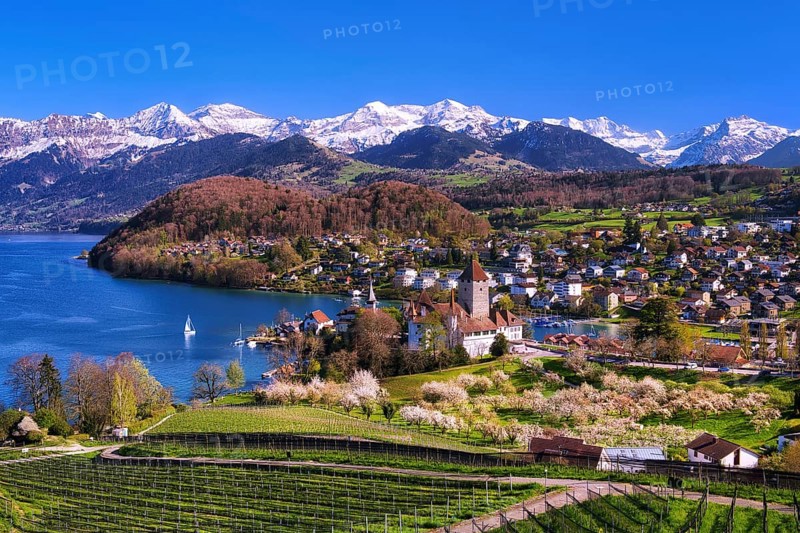 View of Spiez with castle, blossoming cherry trees and Lake Thun, with snow-covered Bernese Alps in the background, Canton of Bern, Switzerland, Europe