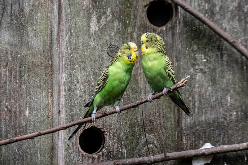 Budgerigars (Melopsittacus undulatus), Lower Saxony, Germany, Europe