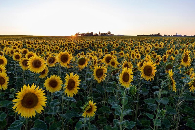 Field with sunflowers (Helianthus annuus) in bloom at sunset, near Priestewitz, Saxony, Germany, Europe