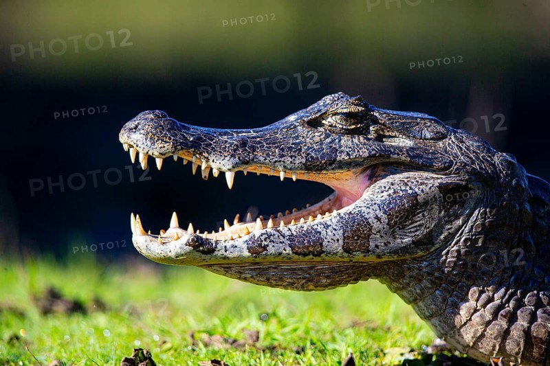 Spectacled caiman (Caiman crocodilius) Pantanal Brazil