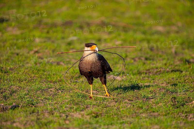 Crested caracara (Polyborus plancus) Pantanal Brazil