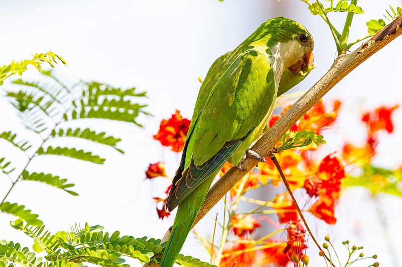 Monk parakeet (Myiopsitta monachus) Pantanal Brazil