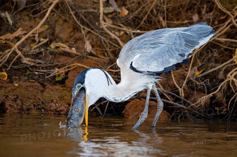 Cocoi Heron (Ardea cocoi) Pantanal Brazil